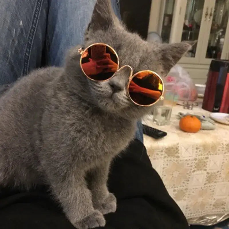 Gray cat wearing dog vintage round glasses for quirky pet photos, vintage eyewear accessory