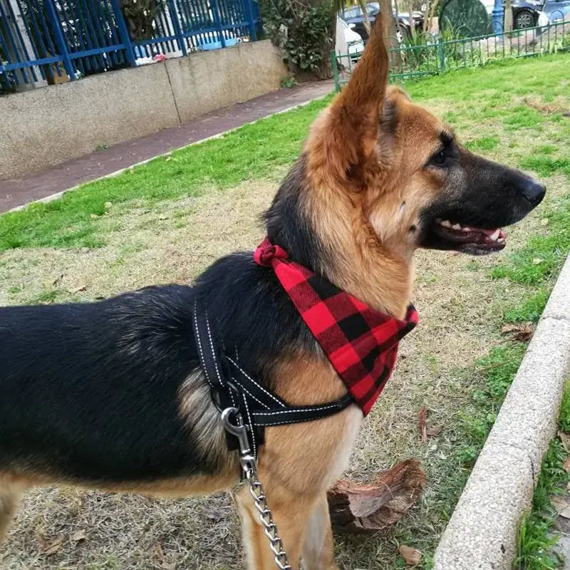 German Shepherd wearing a red black plaid dog bandana on a walk in the park