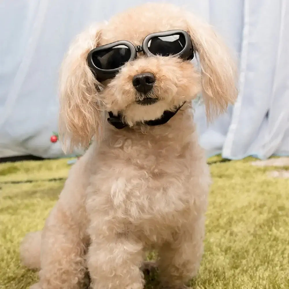 dog sunglasses for small dogs, UV and wind protection pet glasses with adjustable strap for small and medium dogs