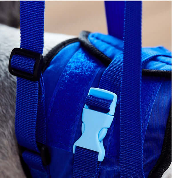Close-up of a blue dog walking assist harness with secure buckle and straps.