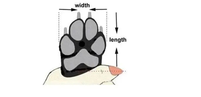 Diagram showing measurements of a dog&