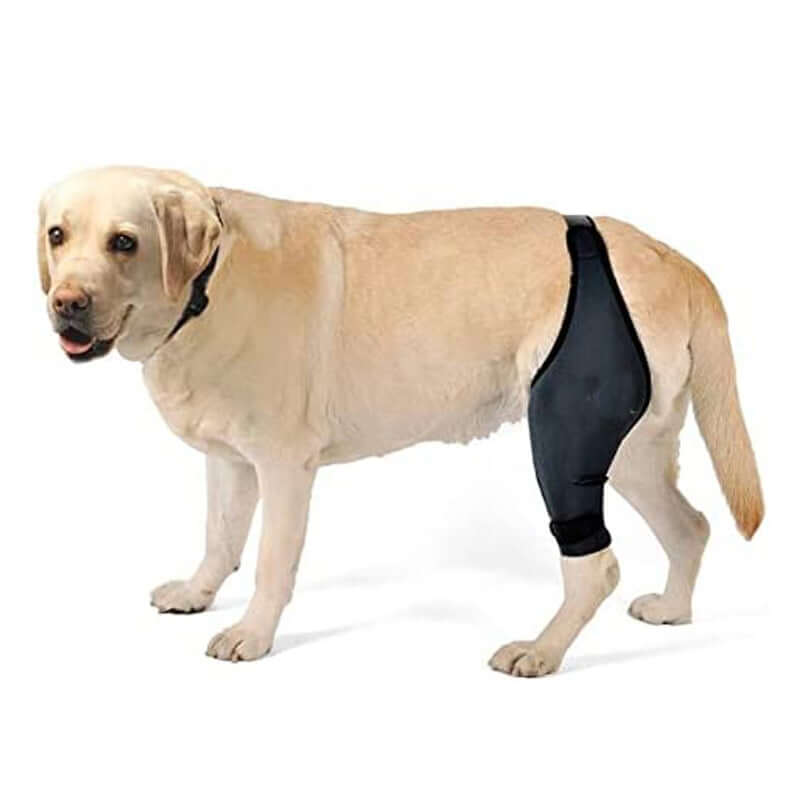 Dog wearing black dog leg fracture protective gear for front and rear leg support.