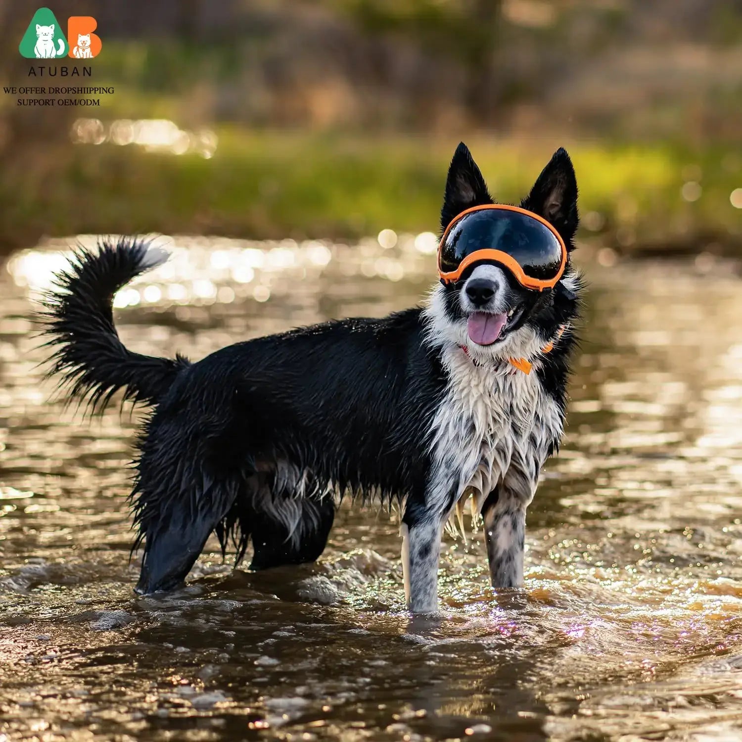 dog sunglasses with UV protection for a wet black and white dog standing in water