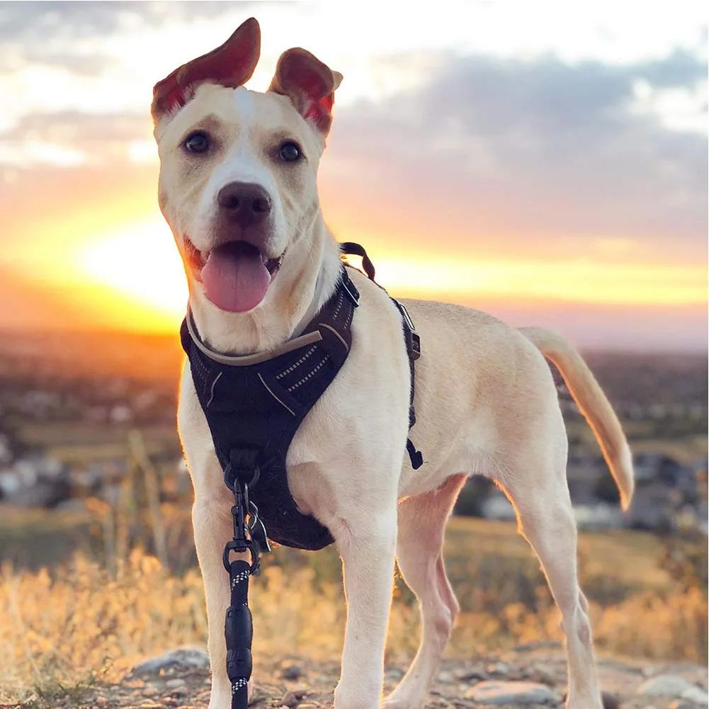 Dog Harness No-Pull Service Vest with Reflective Adjustable Soft Padded Comfortable for Outdoor Easy Walking No Choke for Pets on a dog