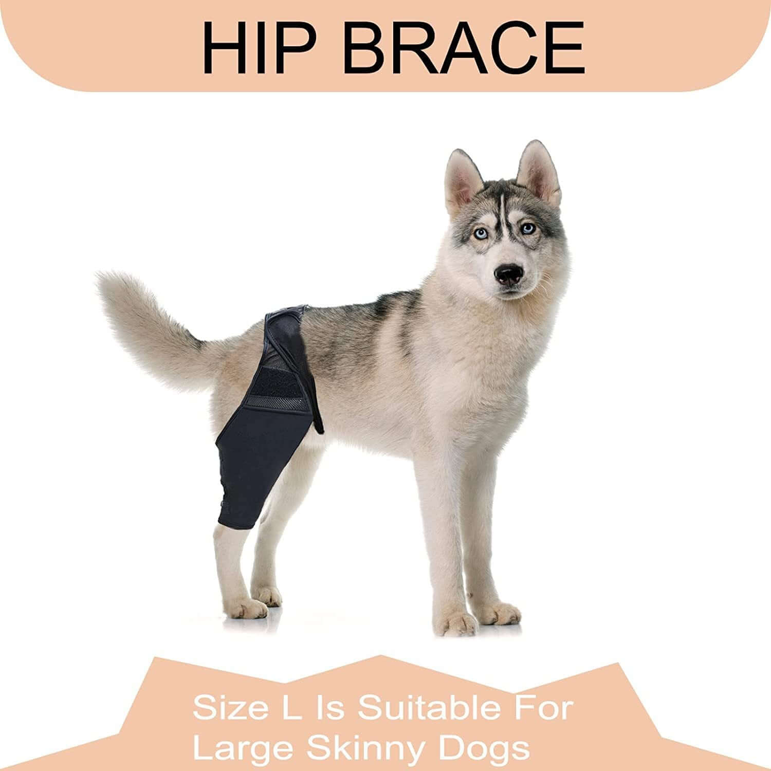 Dog leg fracture protective gear displayed on a Siberian Husky wearing a hip brace in size L.