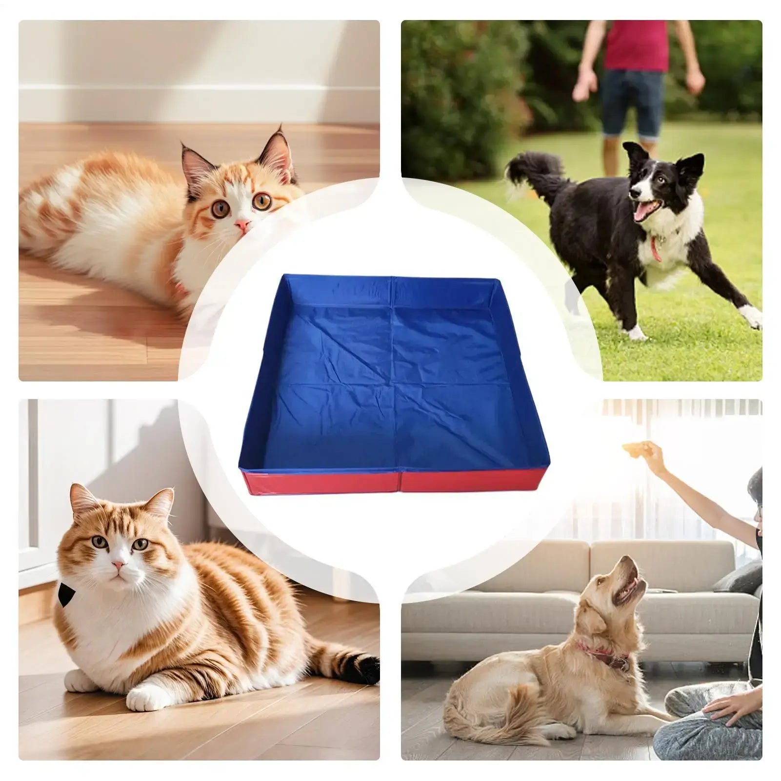 Dog kiddie folding pool in blue and red, surrounded by pets including cats and dogs enjoying indoor and outdoor settings.
