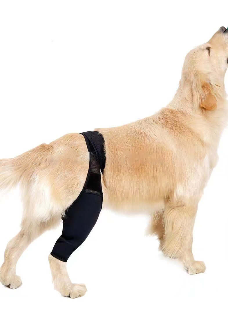 Dog wearing a dog leg injury support brace, designed for injury recovery and stability for front or rear leg.