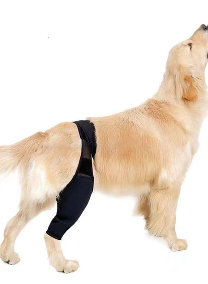 Dog wearing a dog leg injury support brace, designed for injury recovery and stability for front or rear leg.