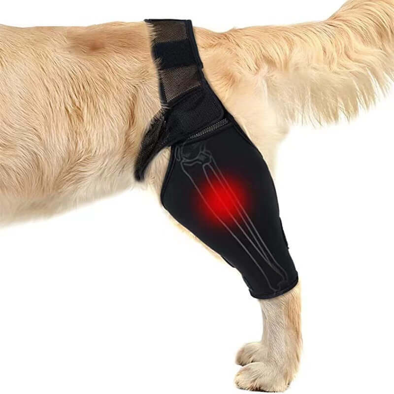 Dog leg injury support brace shown on a dog&