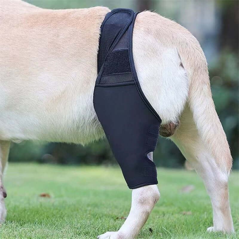 Dog leg injury support brace for enhanced stability and recovery, featuring adjustable straps and breathable material.