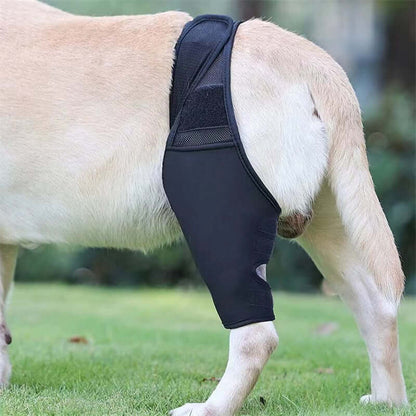 Dog leg injury support brace for enhanced stability and recovery, featuring adjustable straps and breathable material.