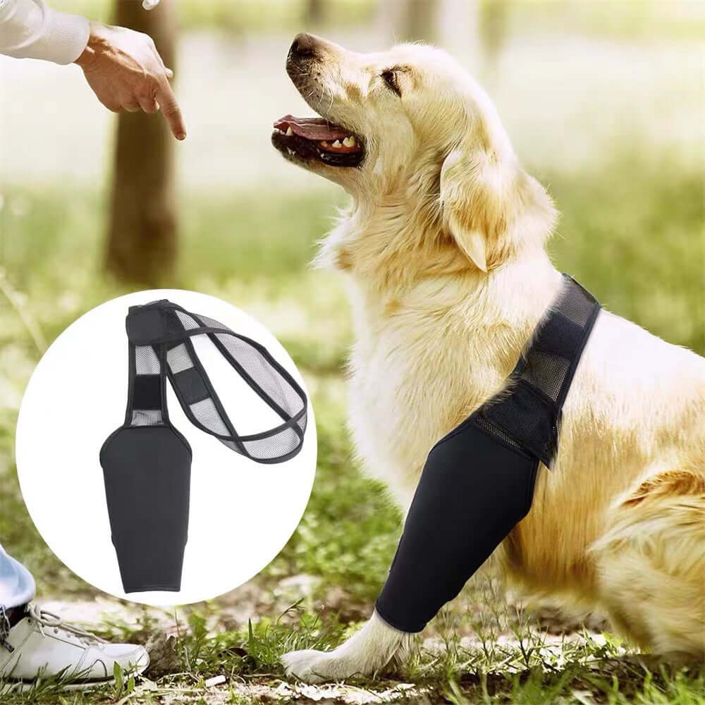 Dog leg injury support brace on a golden retriever, providing support and stability for healing.