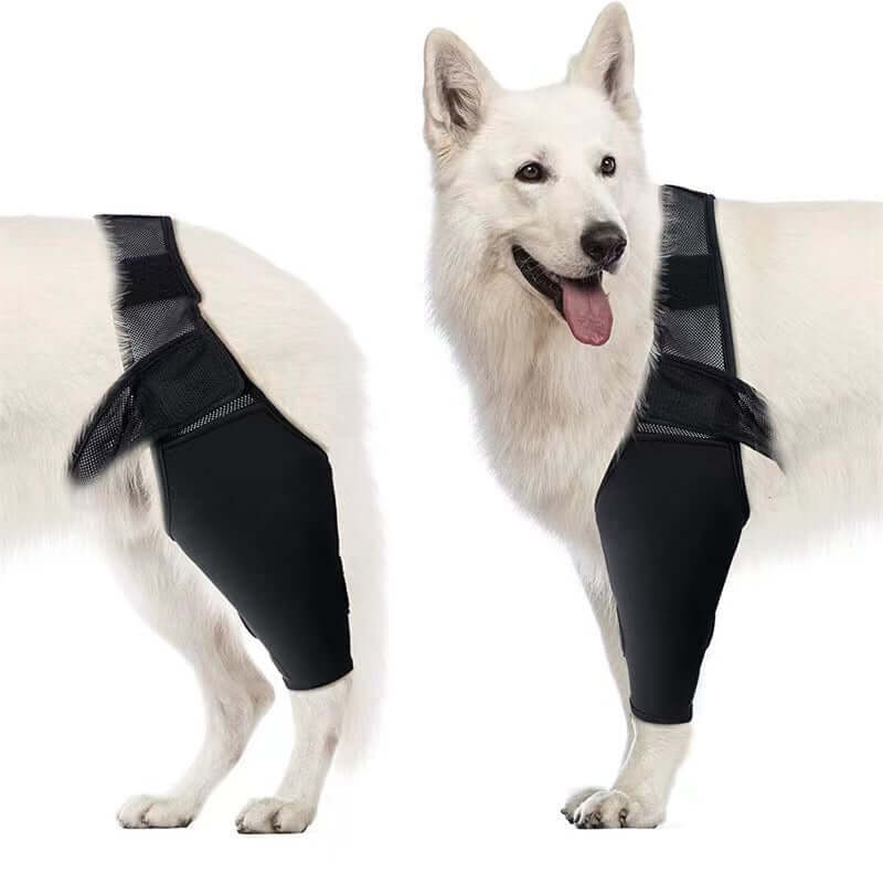 Dog leg injury support brace on a white dog, providing leg support and stability for injuries.