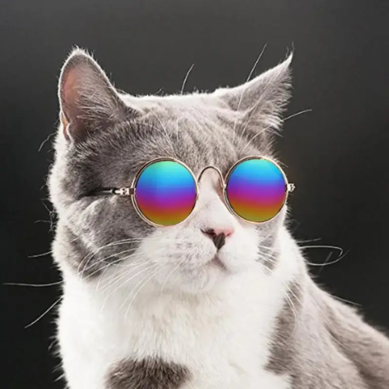 Gray cat wearing dog vintage round glasses, colorful pet sunglasses for vintage photo props and accessories