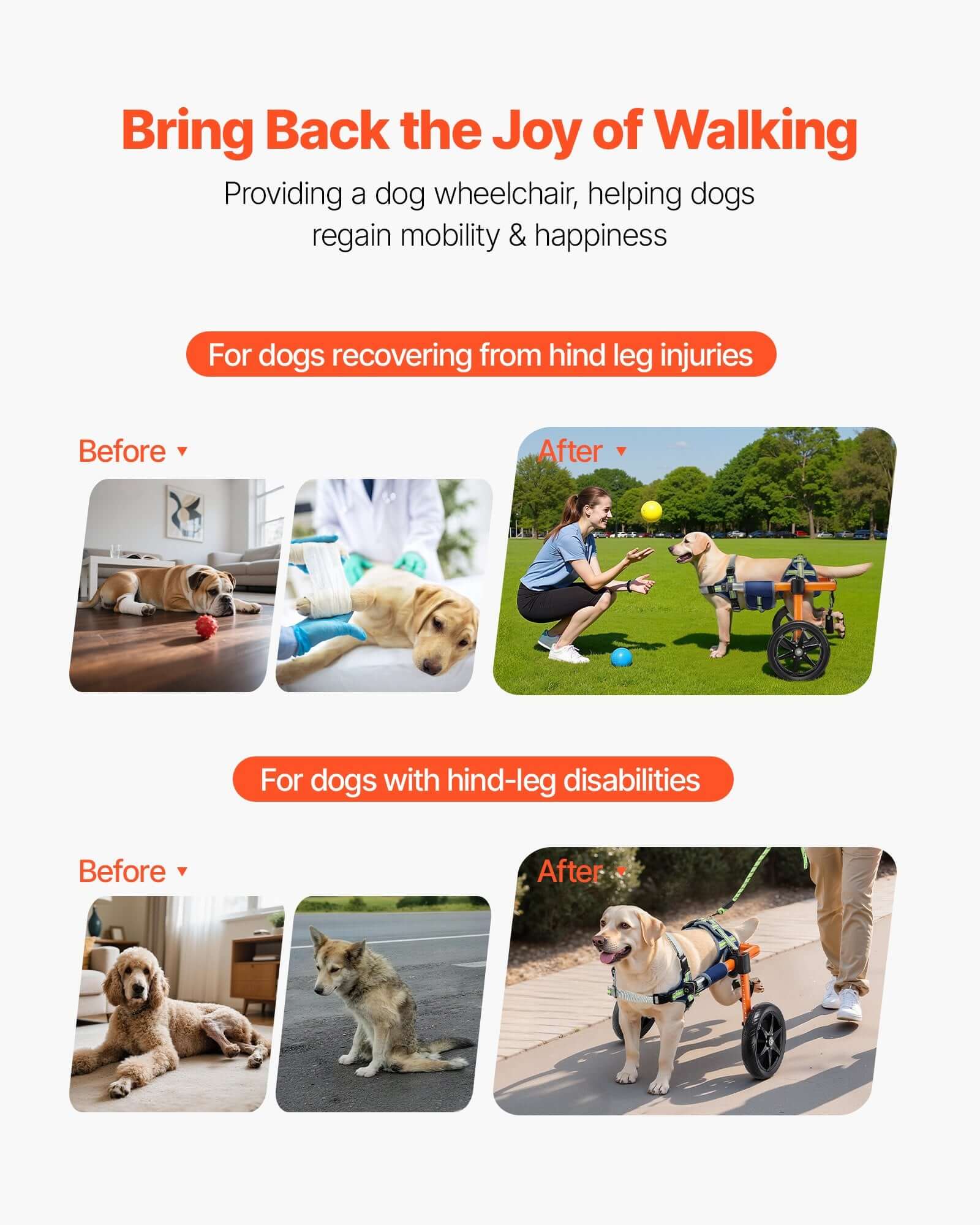 medium dog wheelchair for back legs helping dogs regain mobility and happiness before and after recovery