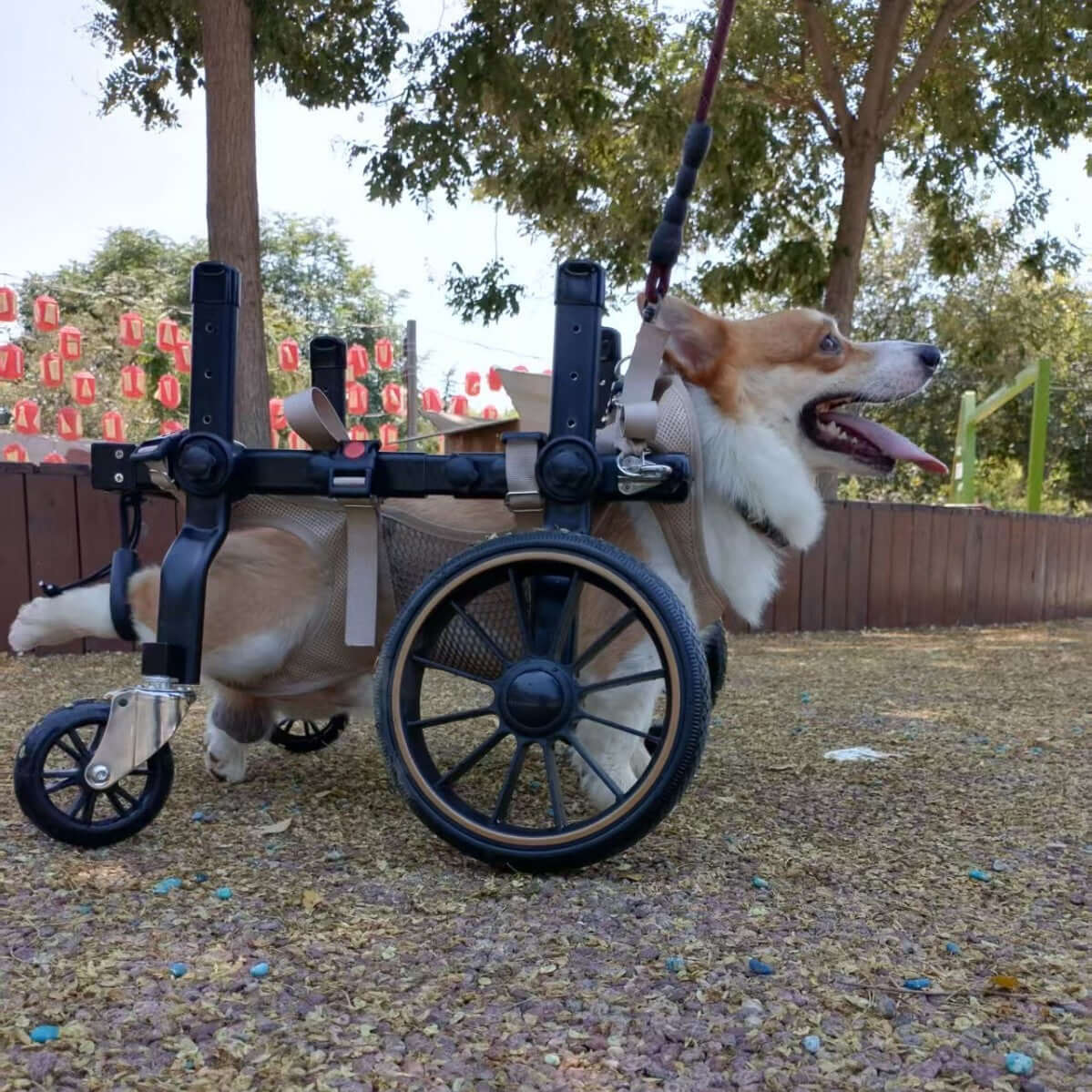 Dog wheelchair for hind limb paralysis helping a corgi regain mobility in a park setting.