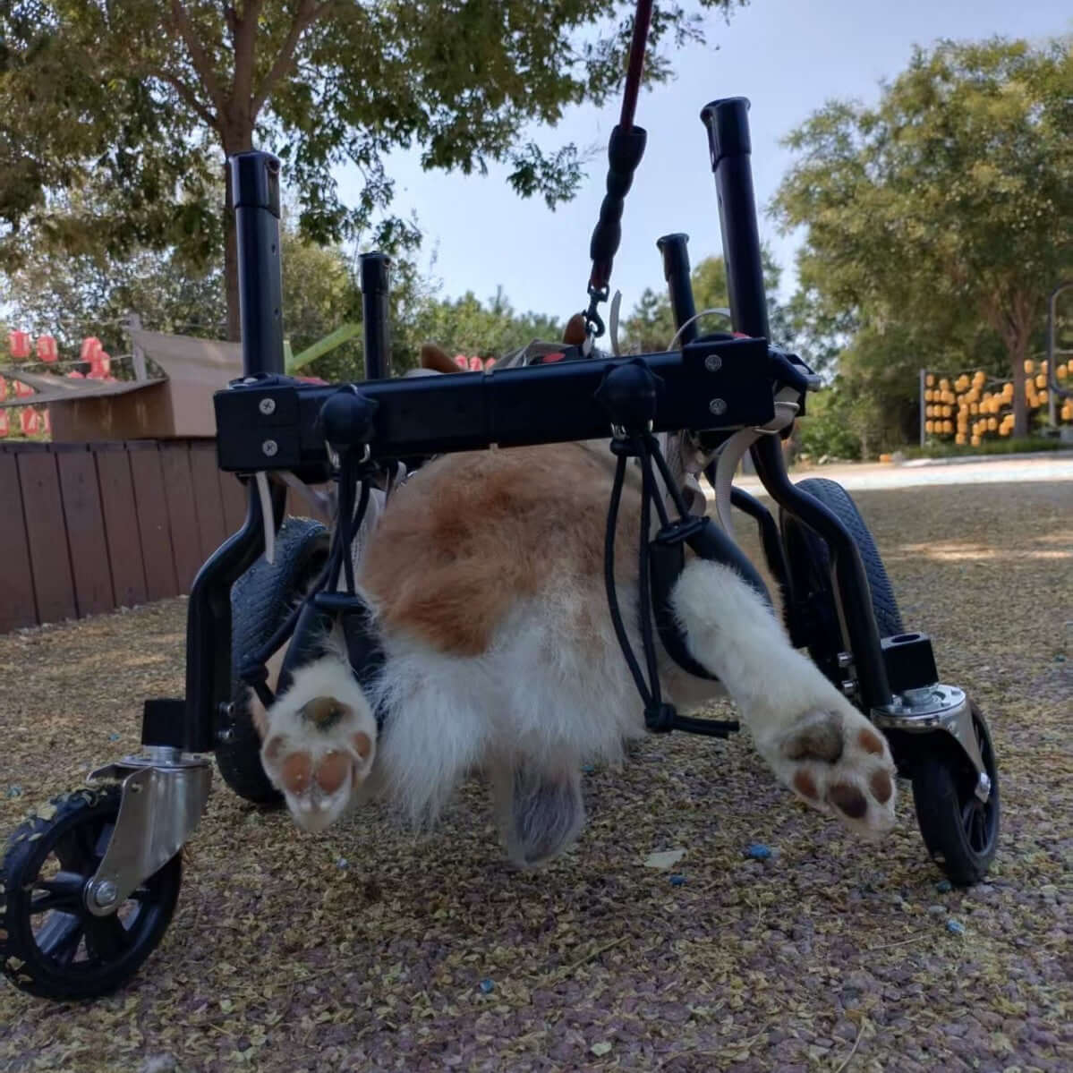 Dog wheelchair for hind limb paralysis supporting a pet in outdoor environment.
