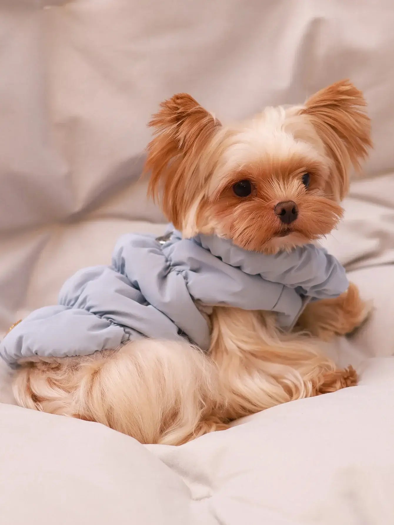 Small Yorkie wearing a light blue dog winter coat, warm 3-layer pet jacket for autumn and winter