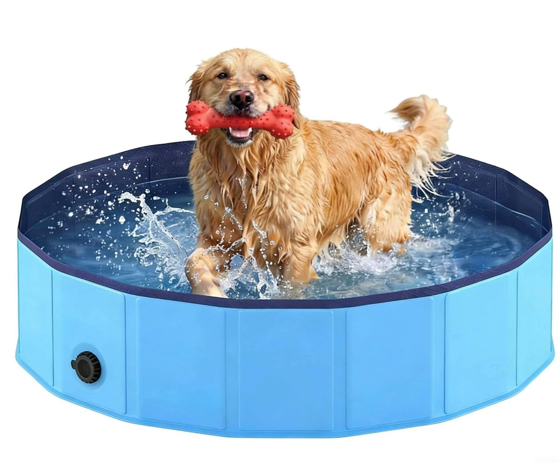 Golden retriever playing in a collapsible dog swimming pool, splashing water while holding a rubber bone toy.
