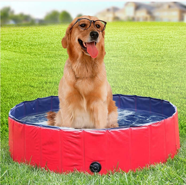 Golden retriever sitting in a red folding dog pool on green grass, wearing glasses and enjoying summer.