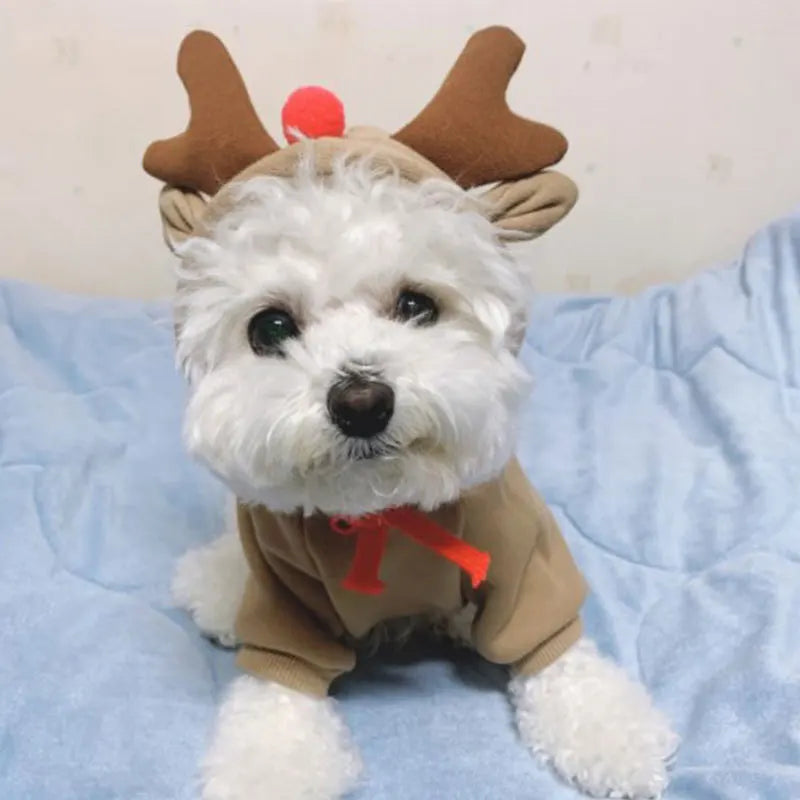Pet Dog Clothes for Dogs Hoodies Funny Fruit Dog Coat Puppy Pet Clothing for Dogs Costume Chihuahua Yorkshire Ropa Perro on a dog.