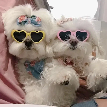 Two fluffy white dogs wearing heart shaped dog glasses for a cute summer party look