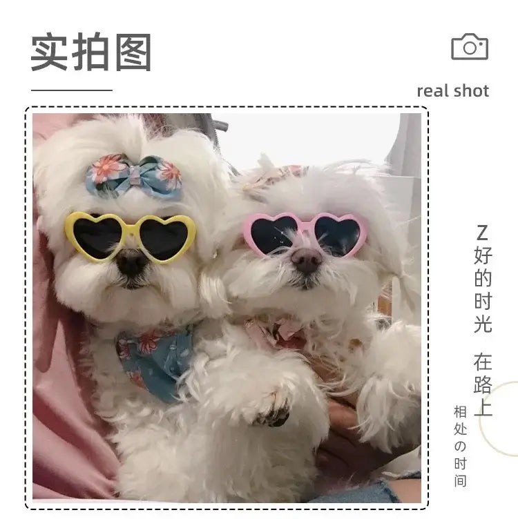 heart shaped dog glasses on small fluffy dogs for summer party pet photos and cute accessory styling