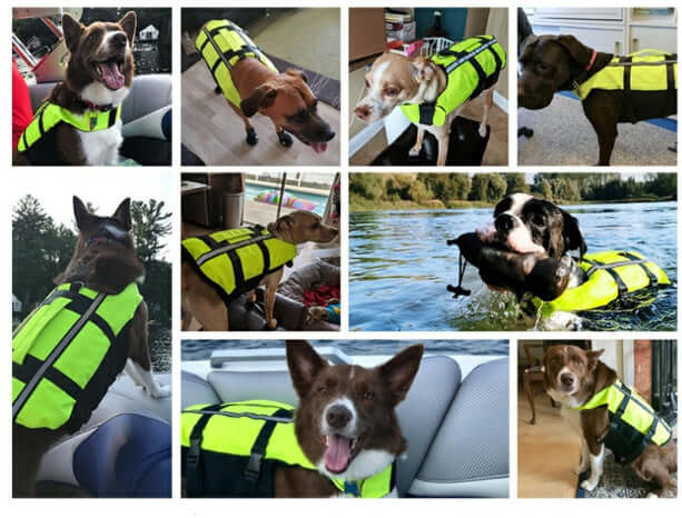 Dogs wearing a dog swimming pool life preserver vest in various settings, showcasing safety and comfort in water.