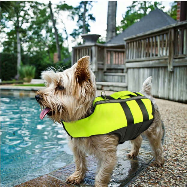 Dog wearing a bright yellow dog swimming pool life preserver vest near a poolside.
