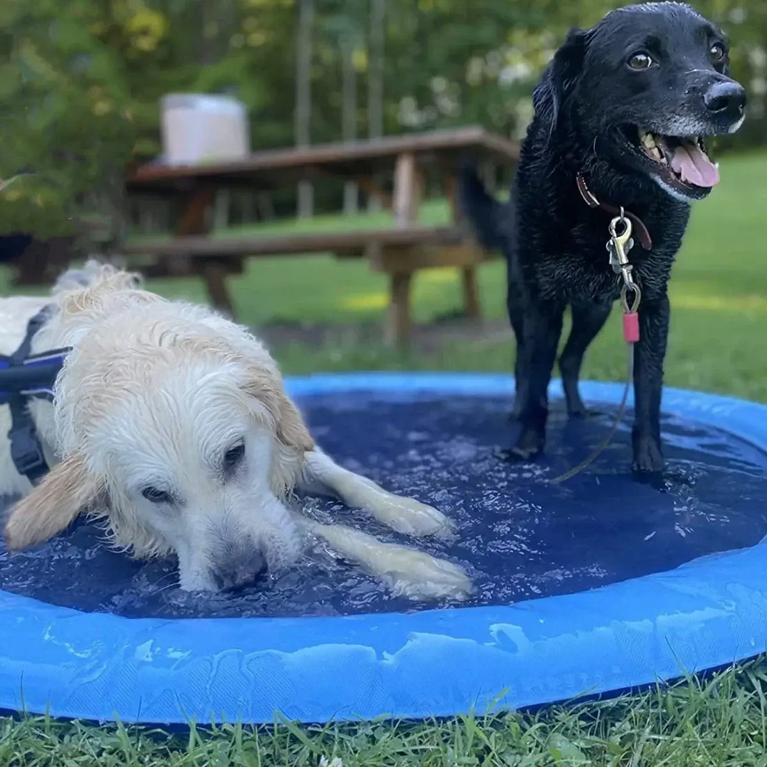 Two dogs enjoying the inflatable dog swimming pool sprinkler mat on a sunny day in the garden.