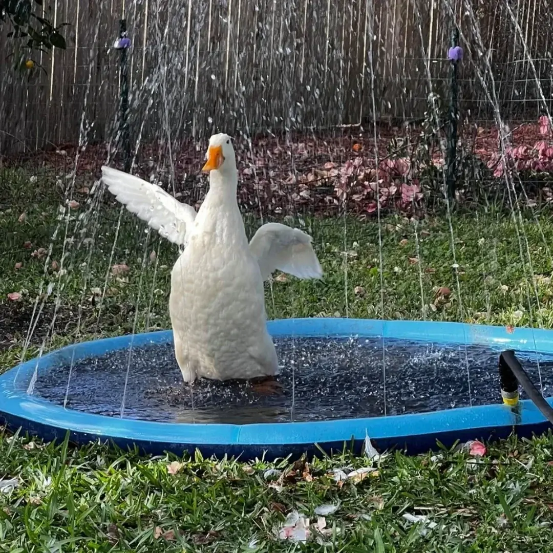 A happy duck playing in an inflatable dog swimming pool sprinkler mat with water spraying around.
