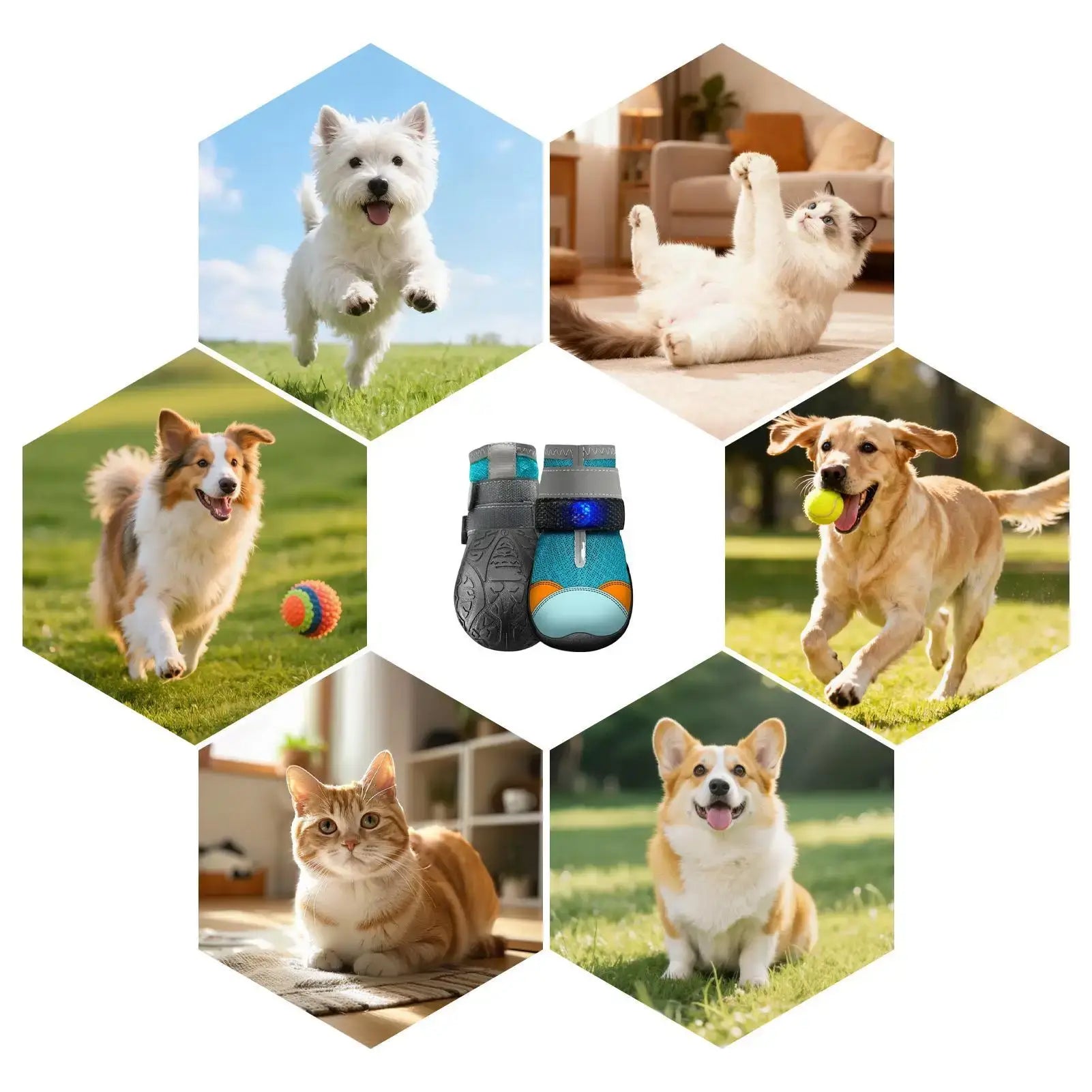Light up dog shoes for summer showcased with happy dogs and a cat enjoying outdoor activities.