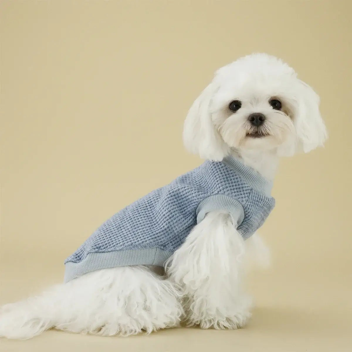 lightweight dog sweater for small dogs on a white puppy wearing a blue knit pet sweater