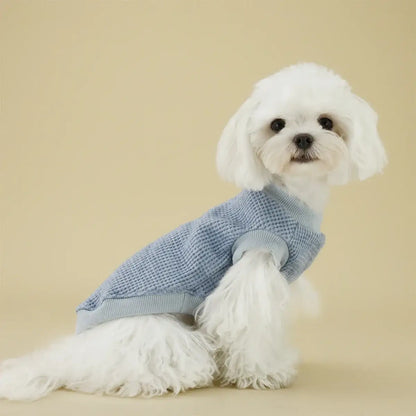 lightweight dog sweater for small dogs on a white puppy wearing a blue knit pet sweater