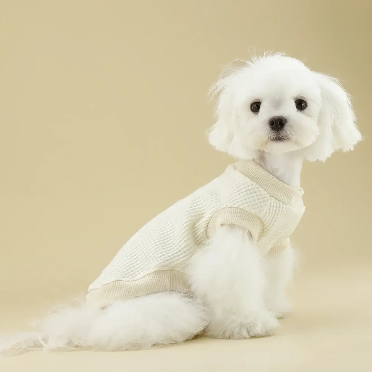 lightweight dog sweater for small dogs on a small white puppy, cozy cream pet apparel for Chihuahua and Yorkie