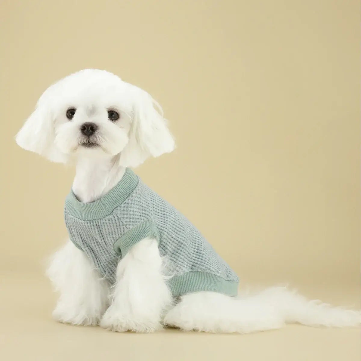 White small dog wearing a lightweight dog sweater for small dogs, stylish breathable pet clothes for puppies and Chihuahuas