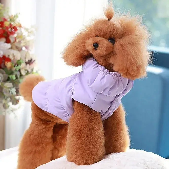 Small poodle wearing a cotton dog jacket with warm straps, a purple pet coat for medium-sized dogs in autumn and winter