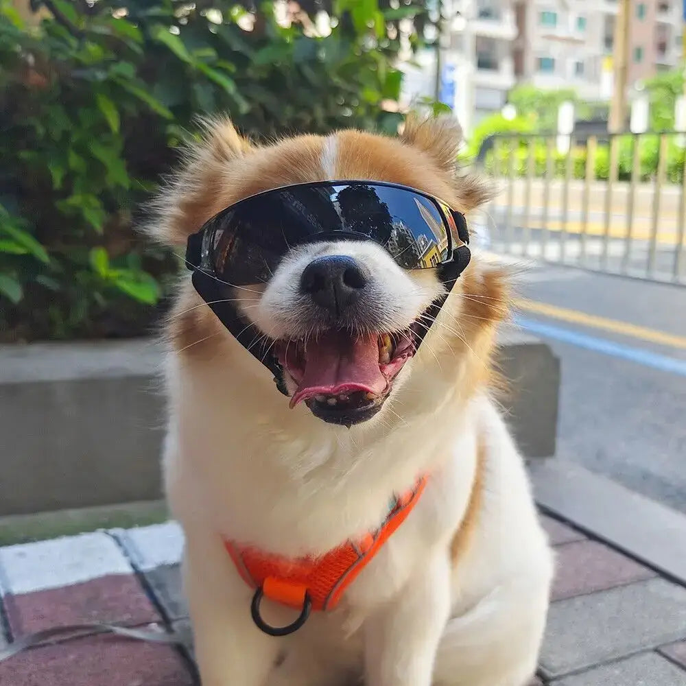 Happy dog wearing dog UV protection sunglasses and orange harness outdoors for sun and wind protection