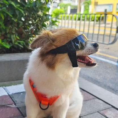 Dog wearing dog UV protection sunglasses outdoors with orange harness, sun protection pet goggles for windproof UV safety