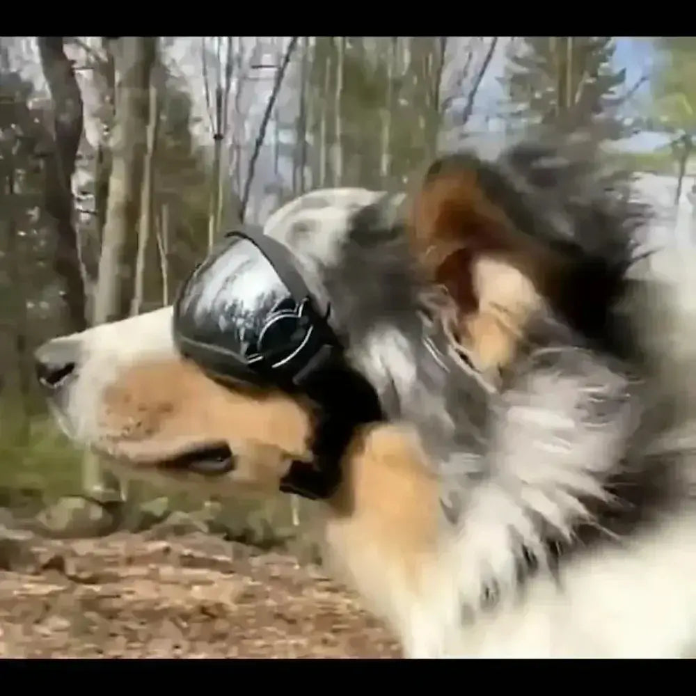 dog sunglasses for large dogs, black adjustable anti-UV eye protection pet goggles for outdoor use