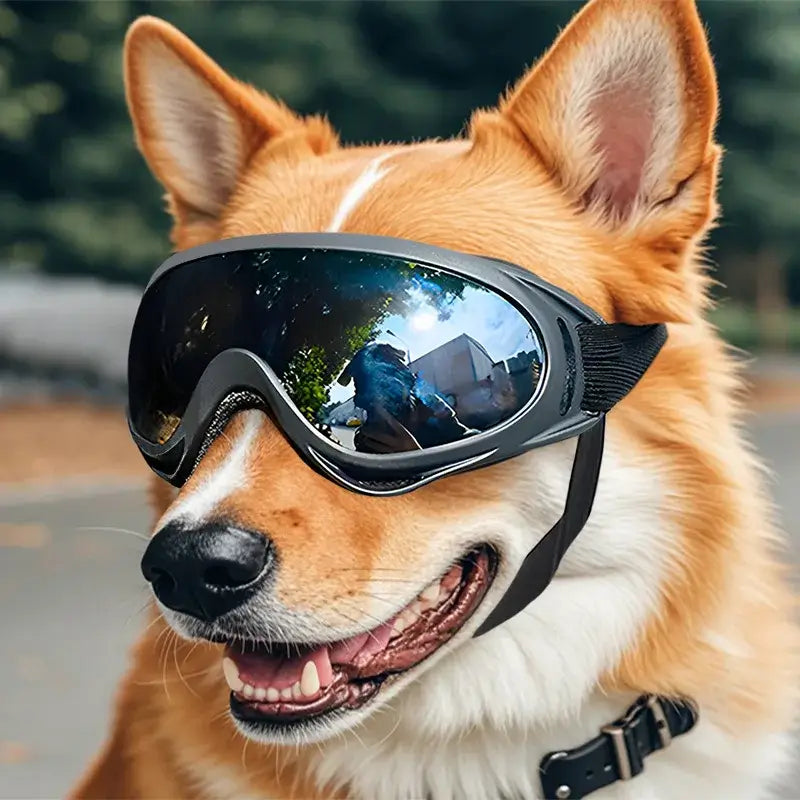 dog sunglasses on a happy pet wearing black UV protection goggles for outdoor eye protection