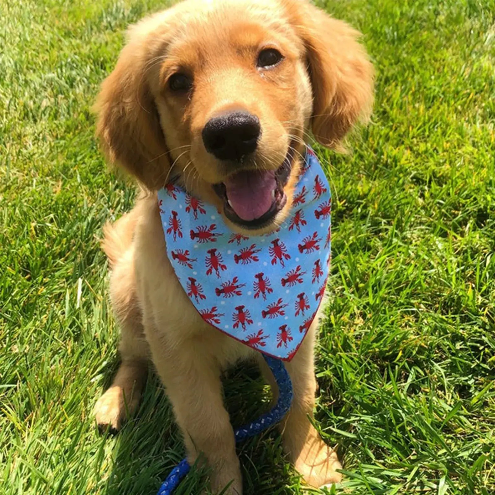 Golden puppy wearing a dog beach bandana on green grass, cute summer pet accessory for small, medium and large dogs