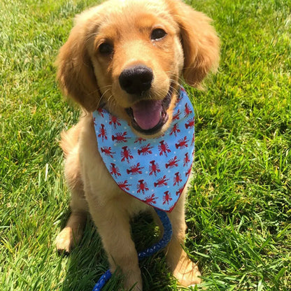 Golden puppy wearing a dog beach bandana on green grass, cute summer pet accessory for small, medium and large dogs