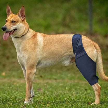 Dog wearing dog leg fracture protective gear in black, showcasing a comfortable fit for leg support.
