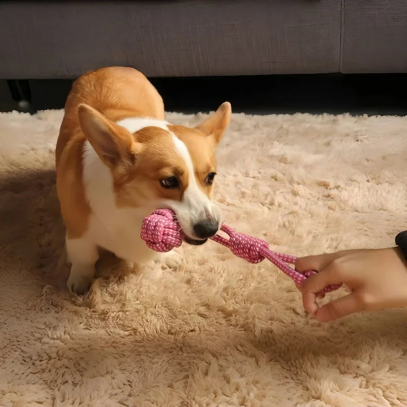 Pet Dog Toys for Large Small Dogs Toy Interactive Cotton Rope Mini Dog Toys Ball for Dogs Accessories Toothbrush Chew Puppy Toy in use.