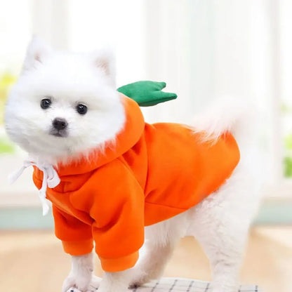 Cute white puppy wearing an orange dog winter sweatshirt with hood, green detail, and two-leg fit for small dogs