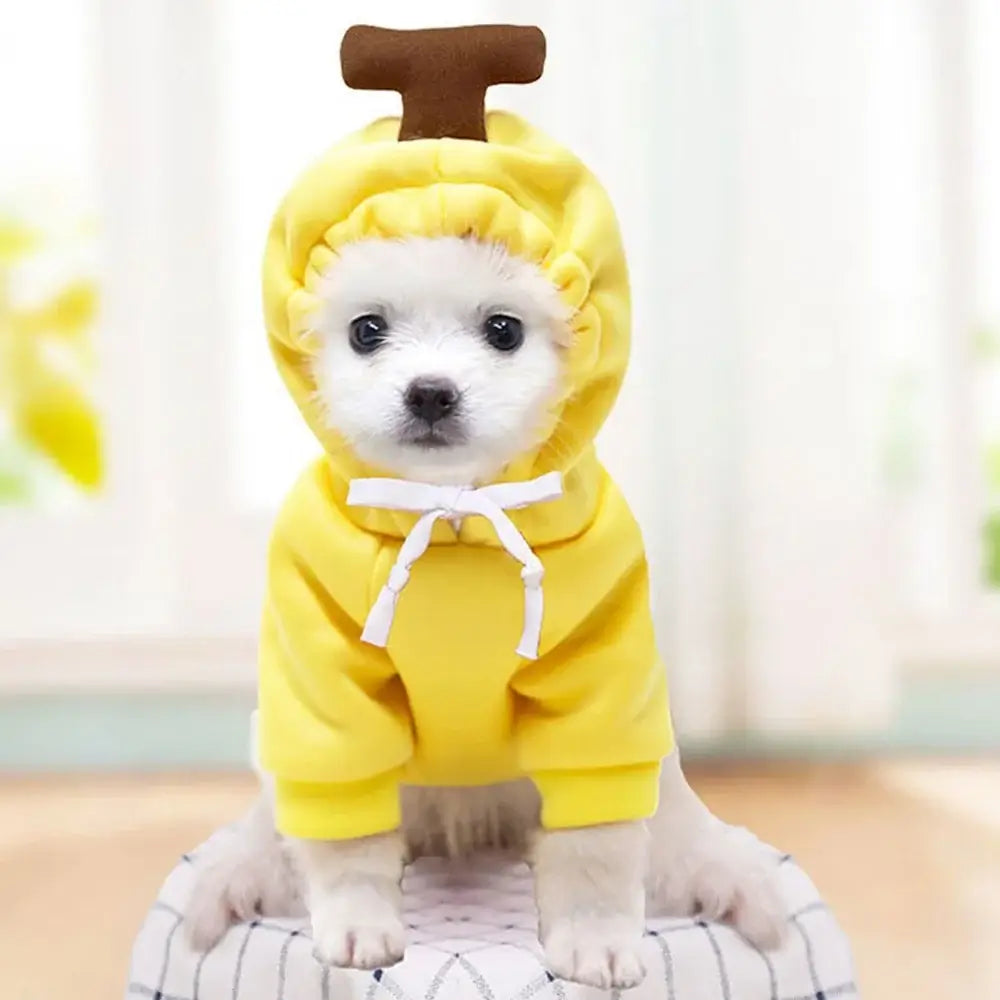 Cute small dog in yellow dog winter sweatshirt costume with hood, brown top detail, and soft pullover fit