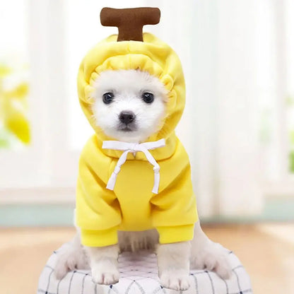 Cute small dog in yellow dog winter sweatshirt costume with hood, brown top detail, and soft pullover fit