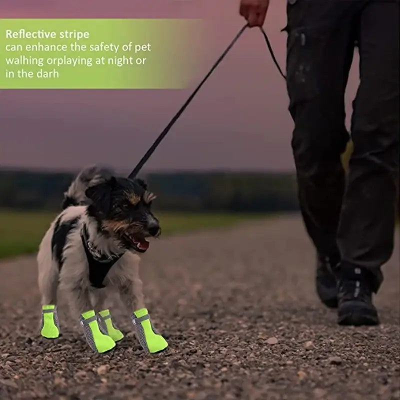 A small dog wearing breathable waterproof dog shoes, walking on a path with a person, featuring reflective stripes for safety.