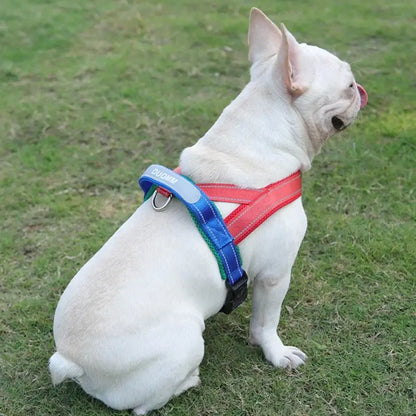 White French Bulldog wearing a saddle type dog harness for outdoor walking, reflective and padded pet chest strap